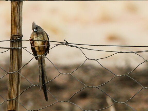 Coliiformes (coliou)