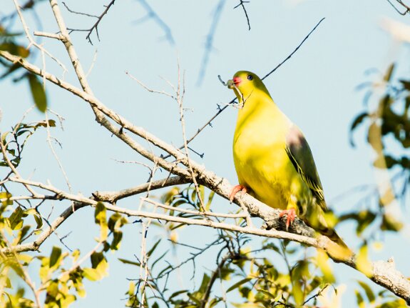 Columbiformes (pigeons, colombes, tourterelles)