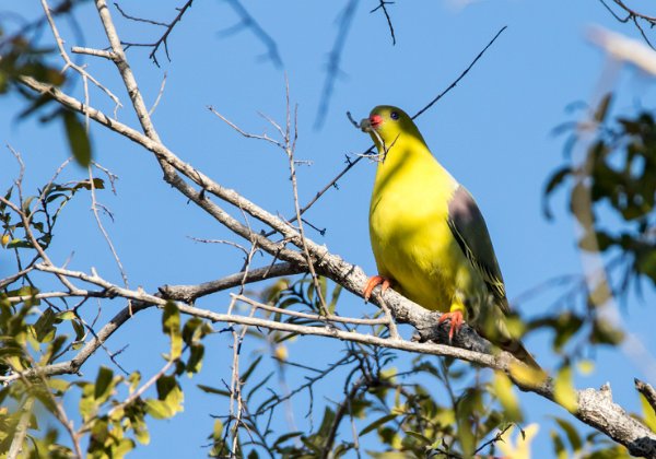 Columbiformes (pigeons, colombes, tourterelles)