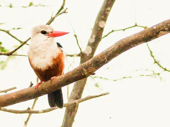 Coraciiformes (martins, rolliers, guêpiers)