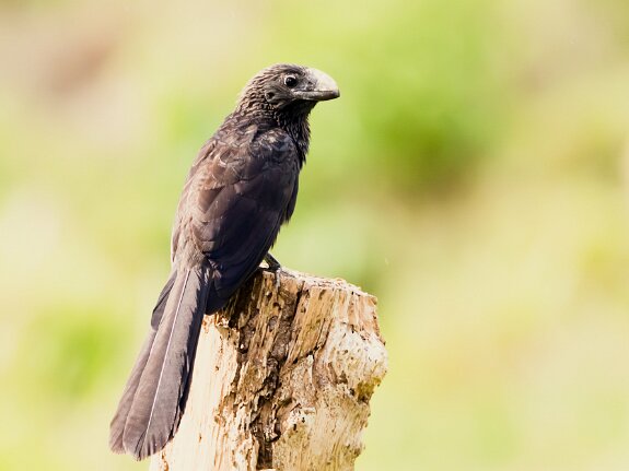 Cuculiformes (coucals, coucous)