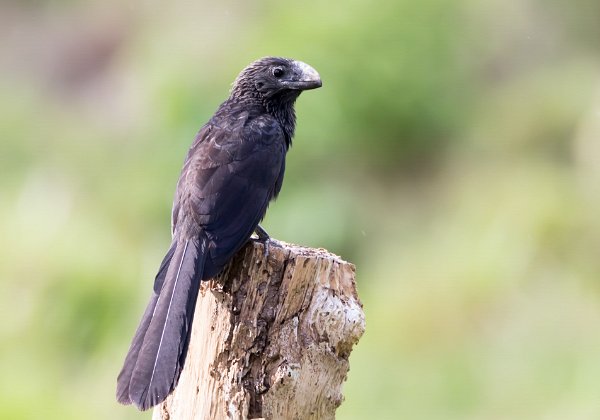 Cuculiformes (coucals, coucous)