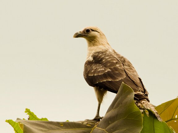 Falconiformes (faucons)