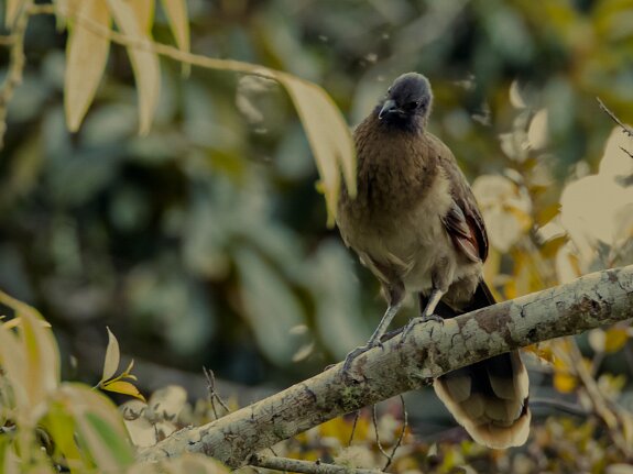 Galliformes (pintades, perdrix)
