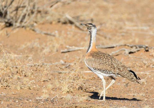 Otidiformes (outardes)