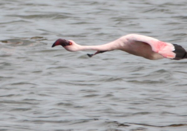 Phoenicoptériformes (flamants)