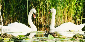 Grebe_huppe_cygnes null