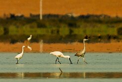 aigrette_spatule_heron_02 null