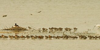 barge-tadorne_aigrette_01 null