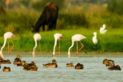 canard__flamand_01 null
