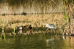 canard_heron null
