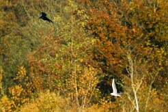 corbeau_mouette_rieuse_01 null