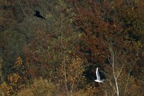 corbeau_mouette_rieuse_01