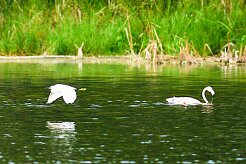 flamand_rose_aigrette_garzette null