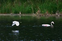 flamand_rose_aigrette_garzette