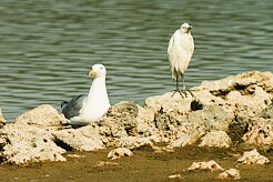 goeland_argente_aigrette_garzette_01 null