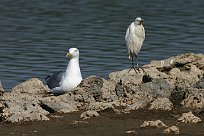 goeland_argente_aigrette_garzette_01