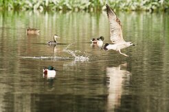 goeland_grebe_canard_01 null