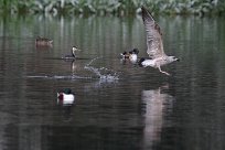 goeland_grebe_canard_01