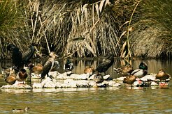 grand_cormoran_canard_colvert null