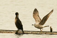 grand_cormoran_goeland null