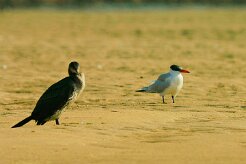 grand_cormoran_sterne_caspienne null