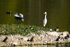 grande_aigrette_heron_dendre null
