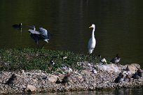 grande_aigrette_heron_dendre