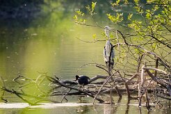 heron_cendre_foulque_macroule null