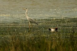 heron_cendre_nette_rousse null