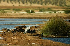 heron_foulque_macroule_01 null