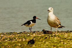 huitrier_pie_goeland null