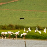 ibis_falcinelle__flamand_01 null