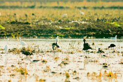 ibis_falcinelle_aigrette_garzette_01 null