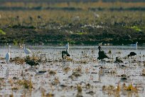 ibis_falcinelle_aigrette_garzette_01