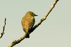 non_identifie_25-2 null