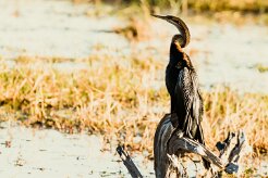 African Darter (Anhinga d'Afrique)_x737A4797 null