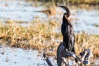 African Darter (Anhinga d'Afrique) African Darter (Anhinga d'Afrique)