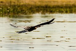 African Darter (Anhinga d'Afrique)_x737A4843 null