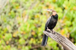 African Darter (Anhinga roux)_7D2_0552-2 null