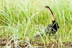 African Darter (Anhinga roux)_7D2_0615-2 null