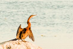 African Darter (Anhinga roux)_7D2_0708-2 null