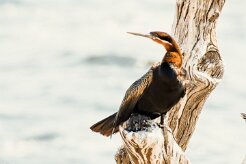 African Darter (Anhinga roux)_7D2_0958-2 null