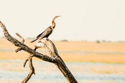 African Darter (Anhinga roux)_7D2_0986-2 null