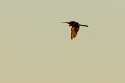 African Darter (Anhinga roux)_7D2_2490-2 null