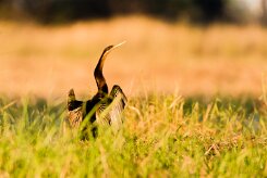 African Darter (Anhinga roux)_7D2_2504-2 null