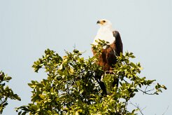 African Fish Eagle (Pycargue vocifère)_7D2_0492-2 null