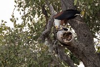 African Fish Eagle (Pycargue vocifère) Chobe River