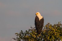 African Fish Eagle (Pycargue vocifère) Chobe River