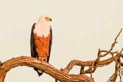 African Fish Eagle (Pycargue vocifère)_7D2_0694-2 null